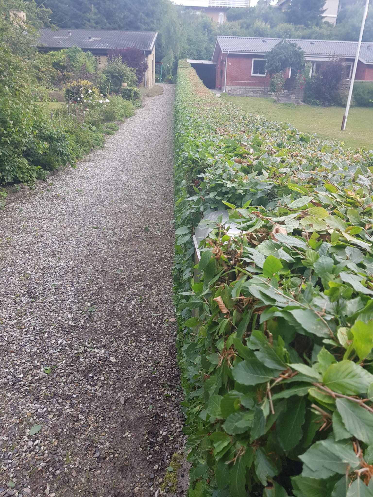 hækklipning